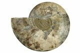 Cut & Polished Ammonite Fossil (Half) - Madagascar #256208-1